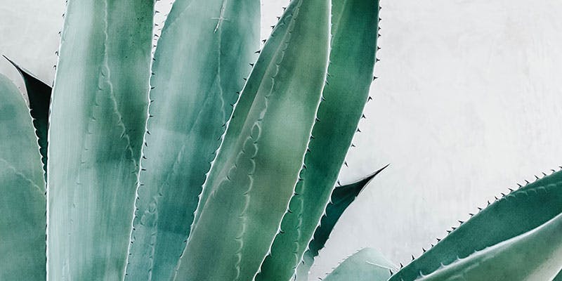 Why is Aloe Vera considered a Super Star Ingredient?