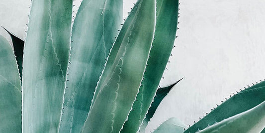Why is Aloe Vera considered a Super Star Ingredient?
