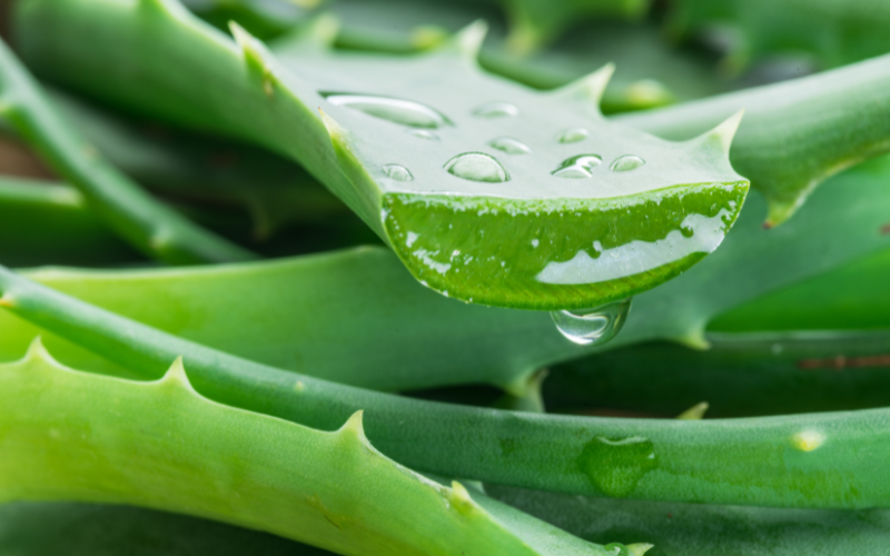 Is Aloe Vera Good For Skin?