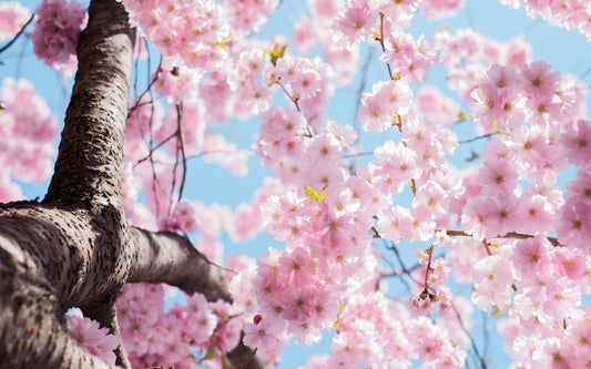 7 Simple Ways to Enhance your Spring Wellness Routine